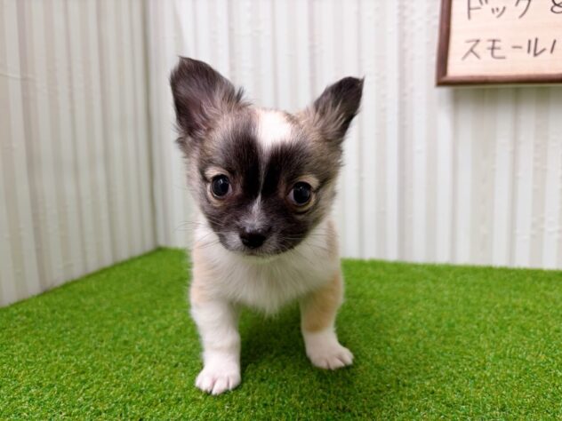 岡山県のチワワ(ロング) (アミーゴ倉敷店/2025年11月16日生まれ/男の子/レッドホワイト)の子犬の3枚目の画像