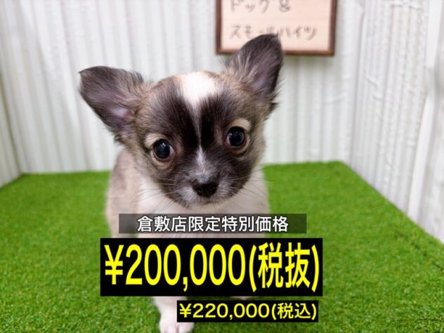 岡山県のチワワ(ロング) (アミーゴ倉敷店/2025年11月16日生まれ/男の子/レッドホワイト)の子犬の1枚目の画像