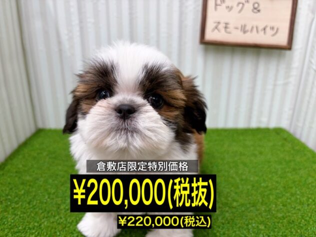 岡山県のシーズー (アミーゴ倉敷店/2025年11月22日生まれ/男の子/ホワイトゴールド)の子犬の1枚目の画像