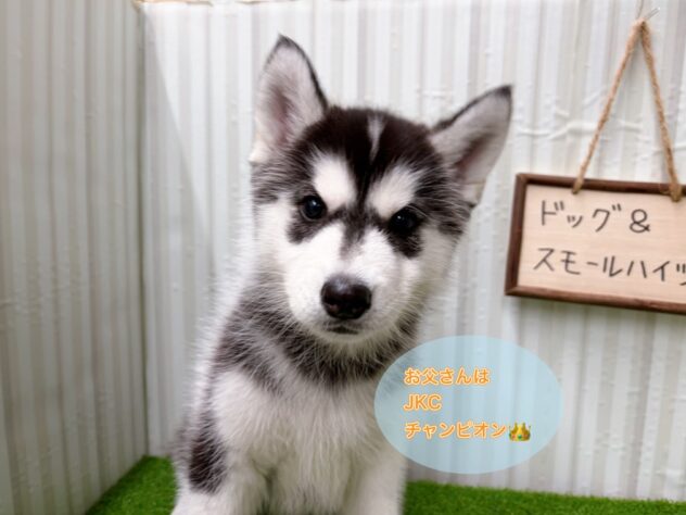 岡山県のシベリアンハスキー (アミーゴ倉敷店/2025年11月21日生まれ/女の子/ブラックホワイト)の子犬の1枚目の画像