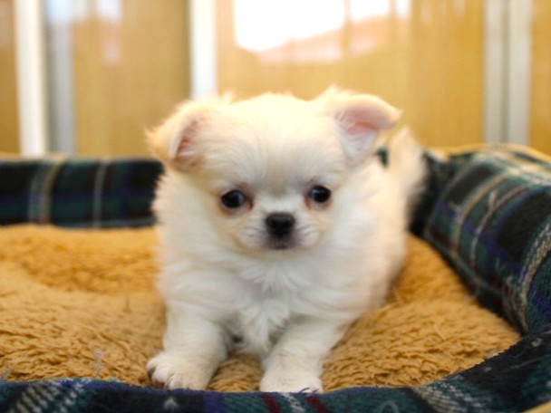 兵庫県のチワワ(ロング) (ペット・プラザ アミーゴ神戸灘店/2026年11月23日生まれ/女の子/クリーム)の子犬の1枚目の画像