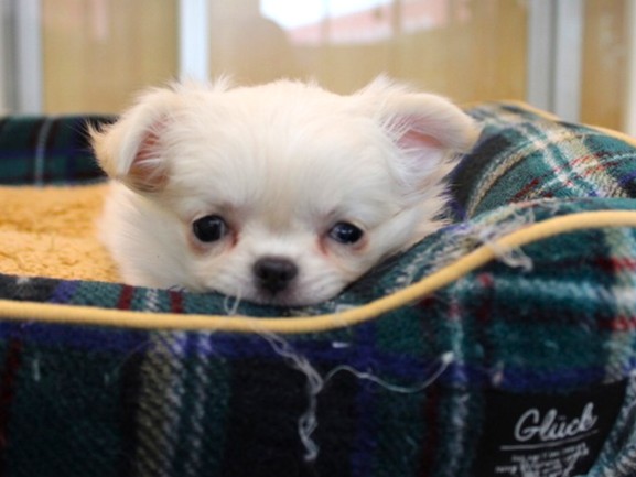 兵庫県のチワワ(ロング) (ペット・プラザ アミーゴ神戸灘店/2026年11月23日生まれ/女の子/クリーム)の子犬の2枚目の画像