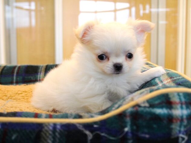 兵庫県のチワワ(ロング) (ペット・プラザ アミーゴ神戸灘店/2026年11月23日生まれ/女の子/クリーム)の子犬の4枚目の画像