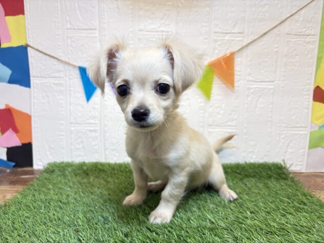 宮城県のハーフ犬・ミックス犬 (アミーゴ仙台富沢店/2026年9月23日生まれ/女の子/クリーム)の子犬