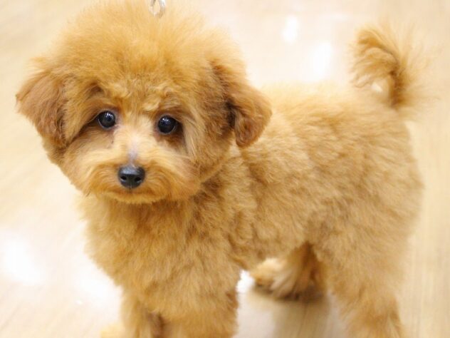 兵庫県のトイプードル(トイ) (ペット・プラザ アミーゴ明石魚住店/2025年7月19日生まれ/女の子/レッド)の子犬の3枚目の画像