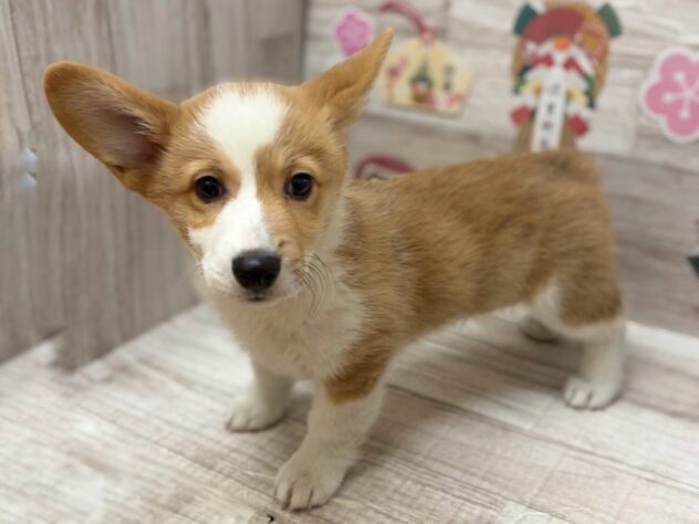 岩手県のウェルシュコーギーペンブローク (アミーゴ一関店/2025年9月24日生まれ/男の子/レッドホワイト)の子犬