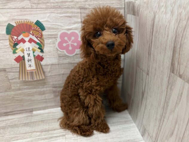 岩手県のトイプードル(トイ) (アミーゴ一関店/2025年8月29日生まれ/男の子/レッド)の子犬