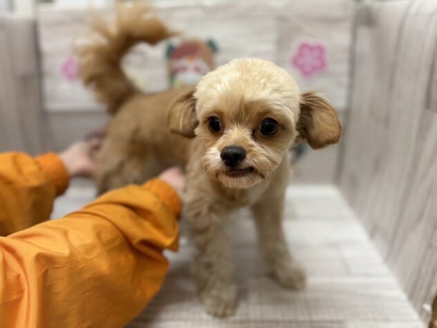 岩手県のハーフ犬・ミックス犬 (アミーゴ一関店/2024年12月25日生まれ/男の子/レッドホワイト)の子犬