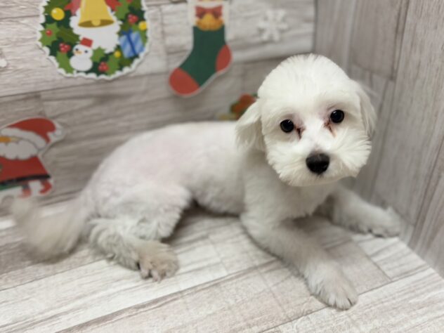 岩手県のマルチーズ (アミーゴ一関店/2025年4月10日生まれ/男の子/ホワイト)の子犬