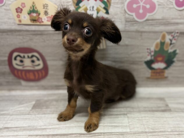 岩手県のハーフ犬・ミックス犬 (アミーゴ一関店/2025年9月25日生まれ/男の子/チョコレートタン)の子犬