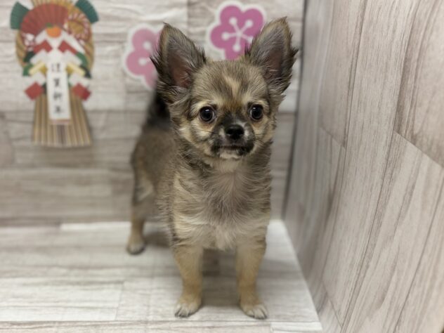 岩手県のチワワ(ロング) (アミーゴ一関店/2025年9月24日生まれ/男の子/フォーンホワイト)の子犬