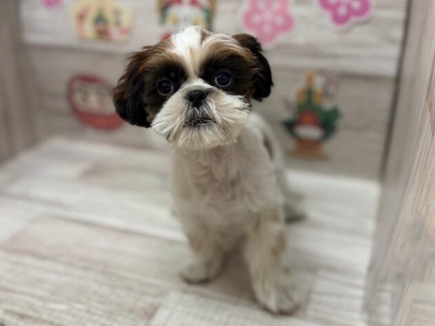 岩手県のシーズー (アミーゴ一関店/2025年9月25日生まれ/男の子/ホワイトゴールド)の子犬