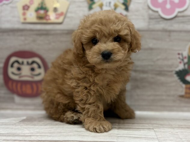 岩手県のハーフ犬・ミックス犬 (アミーゴ一関店/2025年11月11日生まれ/男の子/アプリコット)の子犬