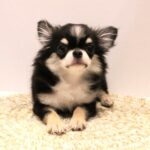 兵庫県のチワワ(ロング) (ペット・プラザ アミーゴつかしん店/2025年5月12日生まれ/女の子/トライカラー)の子犬の1枚目の画像