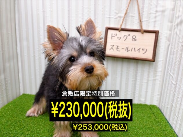 岡山県のヨークシャーテリア (アミーゴ倉敷店/2025年9月13日生まれ/女の子/スチールブルータン)の子犬の1枚目の画像