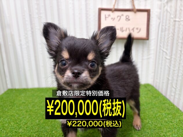 岡山県のチワワ(ロング) (アミーゴ倉敷店/2025年11月8日生まれ/男の子/ブラッククリームホワイト)の子犬の1枚目の画像