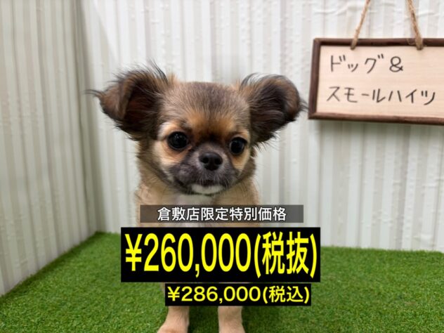 岡山県のチワワ(ロング) (アミーゴ倉敷店/2025年11月14日生まれ/女の子/レッドホワイト)の子犬の1枚目の画像