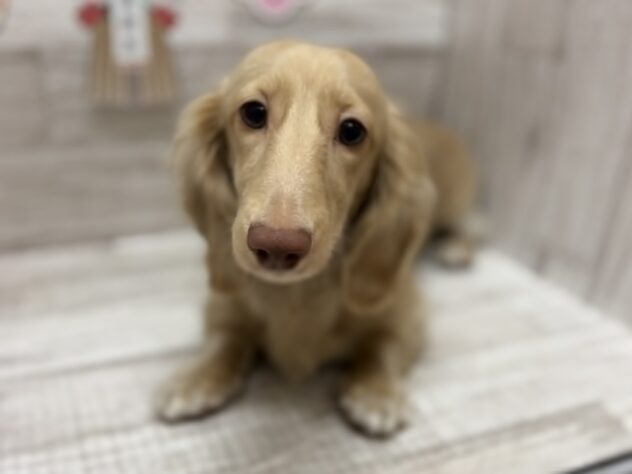 岩手県のミニチュアダックスフンド(ロング) (アミーゴ一関店/2025年4月2日生まれ/男の子/イエロー)の子犬