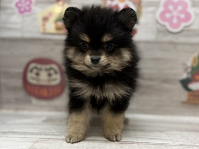岩手県のポメラニアン (アミーゴ一関店/2025年11月20日生まれ/男の子/ブラックタン)の子犬