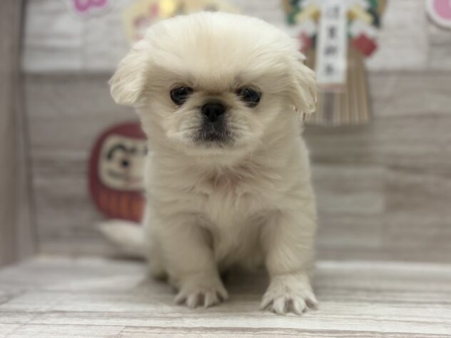 岩手県のペキニーズ (アミーゴ一関店/2025年11月20日生まれ/男の子/ホワイト)の子犬