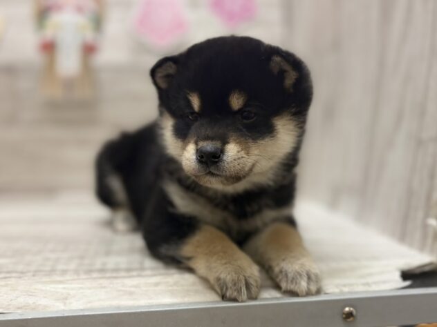 岩手県の柴犬(標準サイズ) (アミーゴ一関店/2025年11月27日生まれ/男の子/黒)の子犬