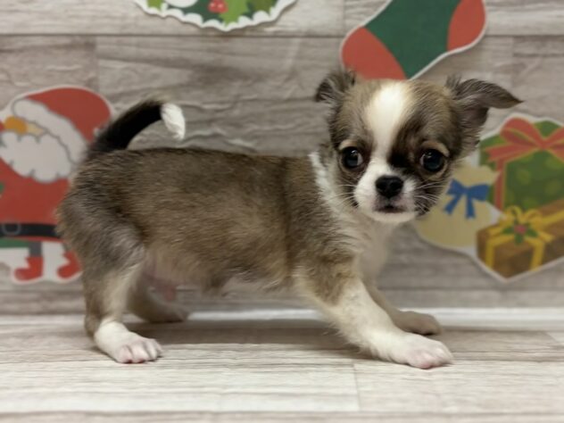 岩手県のチワワ(ロング) (アミーゴ一関店/2025年10月25日生まれ/男の子/フォーンホワイト)の子犬