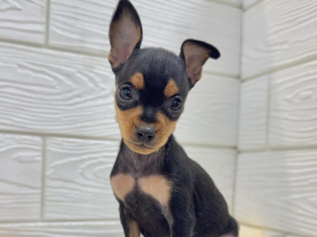 兵庫県のミニチュアピンシャー (ワンキャラット アミーゴ姫路飾磨店/2025年11月2日生まれ/女の子/ブラックタン)の子犬の1枚目の画像