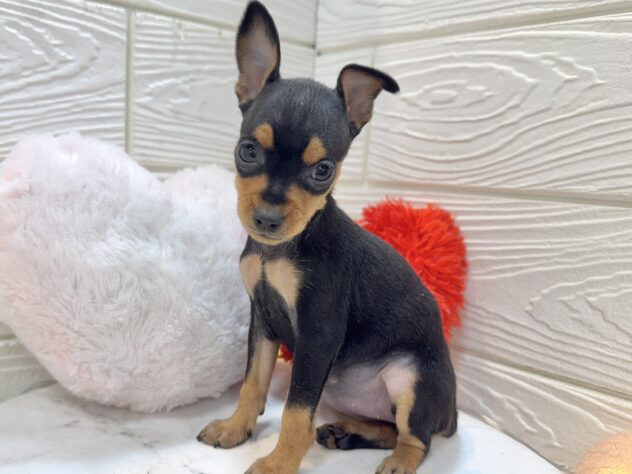 兵庫県のミニチュアピンシャー (ワンキャラット アミーゴ姫路飾磨店/2025年11月2日生まれ/女の子/ブラックタン)の子犬の2枚目の画像
