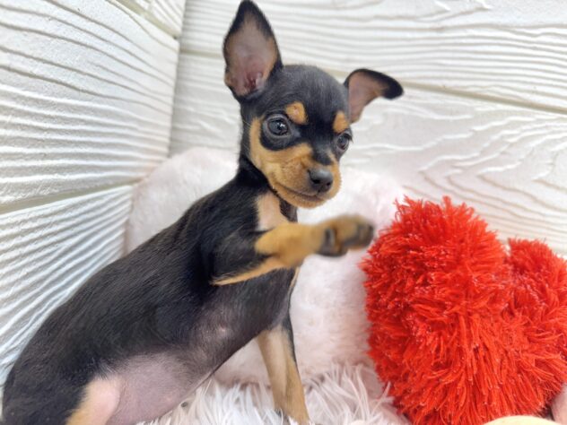 兵庫県のミニチュアピンシャー (ワンキャラット アミーゴ姫路飾磨店/2025年11月2日生まれ/女の子/ブラックタン)の子犬の3枚目の画像