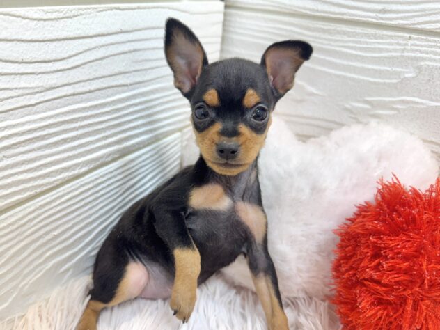兵庫県のミニチュアピンシャー (ワンキャラット アミーゴ姫路飾磨店/2025年11月2日生まれ/女の子/ブラックタン)の子犬の4枚目の画像