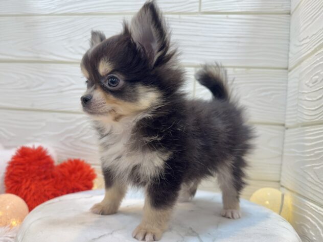 兵庫県のポメチワ/チワポメ/ポメチー(ポメラニアン×チワワ) (ワンキャラット アミーゴ姫路飾磨店/2025年11月6日生まれ/男の子/ブラックタンホワイト)の子犬の4枚目の画像