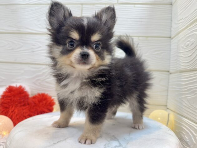 兵庫県のポメチワ/チワポメ/ポメチー(ポメラニアン×チワワ) (ワンキャラット アミーゴ姫路飾磨店/2025年11月6日生まれ/男の子/ブラックタンホワイト)の子犬の3枚目の画像