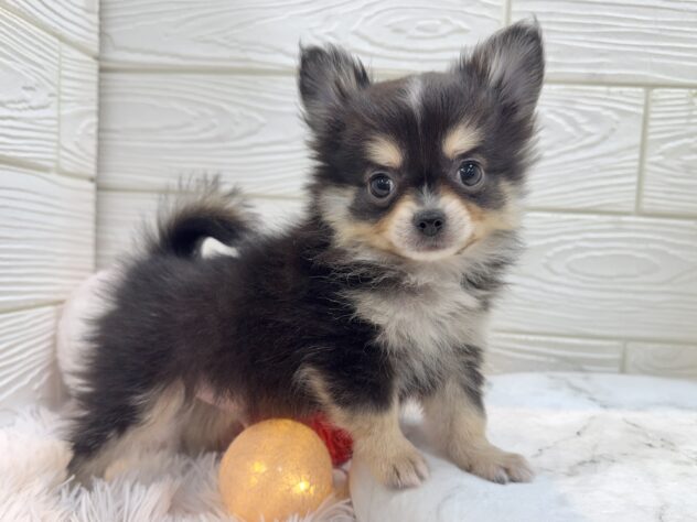 兵庫県のポメチワ/チワポメ/ポメチー(ポメラニアン×チワワ) (ワンキャラット アミーゴ姫路飾磨店/2025年11月6日生まれ/男の子/ブラックタンホワイト)の子犬の2枚目の画像