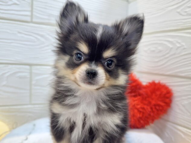兵庫県のポメチワ/チワポメ/ポメチー(ポメラニアン×チワワ) (ワンキャラット アミーゴ姫路飾磨店/2025年11月6日生まれ/男の子/ブラックタンホワイト)の子犬の1枚目の画像