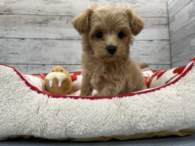 広島県のハーフ犬・ミックス犬 (アミーゴ多治米店/2025年12月2日生まれ/女の子/アプリコット)の子犬