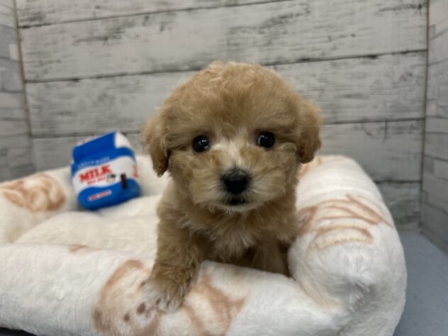 広島県のハーフ犬・ミックス犬 (アミーゴ多治米店/2025年11月10日生まれ/男の子/クリーム)の子犬の1枚目の画像