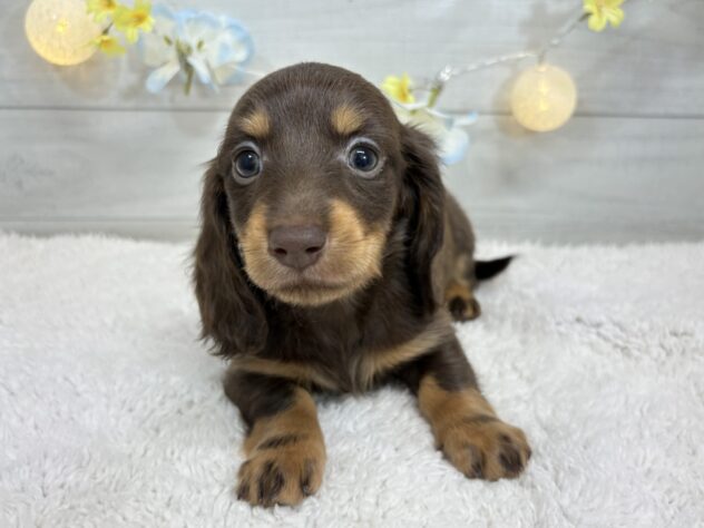 福島県のミニチュアダックスフンド(ロング) (アミーゴ郡山南店/2025年11月20日生まれ/女の子/チョコレートタン)の子犬