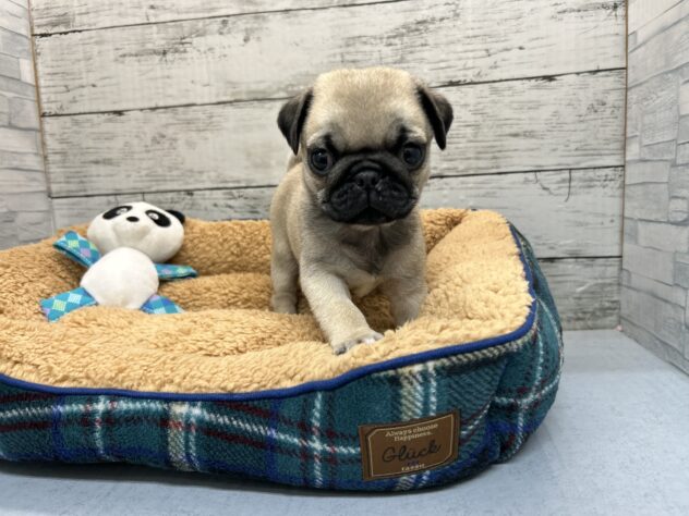 広島県のパグ (アミーゴ多治米店/2026年11月13日生まれ/男の子/フォーン)の子犬の1枚目の画像