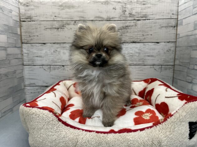 広島県のポメラニアン (アミーゴ多治米店/2025年11月30日生まれ/女の子/ウルフセーブル)の子犬