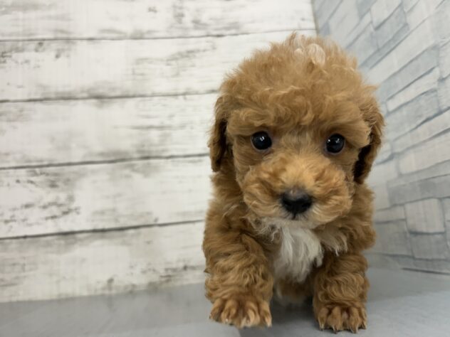 広島県のトイプードル(トイ) (アミーゴ多治米店/2026年11月16日生まれ/男の子/オレンジフォーン)の子犬の1枚目の画像