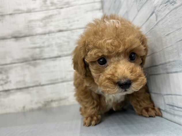 広島県のトイプードル(トイ) (アミーゴ多治米店/2026年11月16日生まれ/男の子/オレンジフォーン)の子犬の2枚目の画像