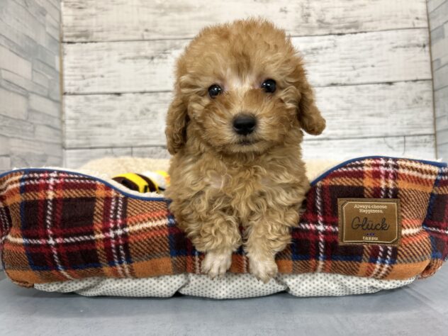 広島県のトイプードル(トイ) (アミーゴ多治米店/2025年11月29日生まれ/男の子/アプリコット)の子犬