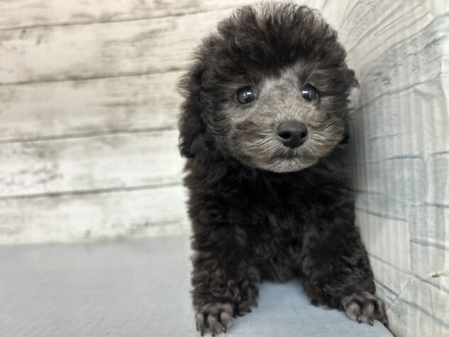 広島県のトイプードル(トイ) (アミーゴ多治米店/2025年11月8日生まれ/男の子/グレー)の子犬