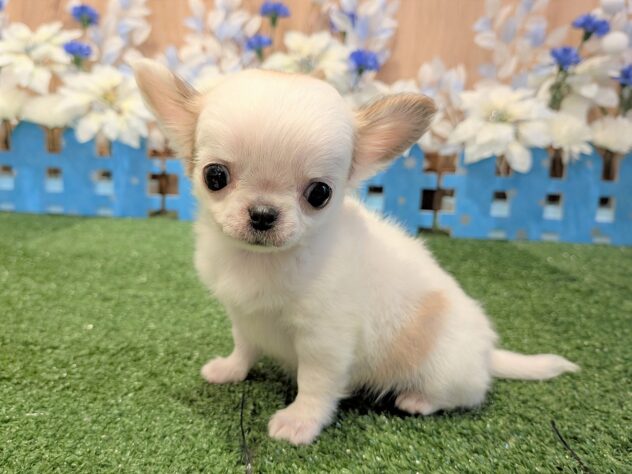 兵庫県のチワワ(ロング) (アミーゴ伊丹店/2025年11月5日生まれ/男の子/ホワイトレッド)の子犬の3枚目の画像