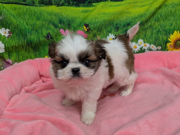 和歌山県のハーフ犬・ミックス犬 (アミーゴ和歌山太田店/2025年11月15日生まれ/男の子/ゴールドホワイト)の子犬の2枚目の画像