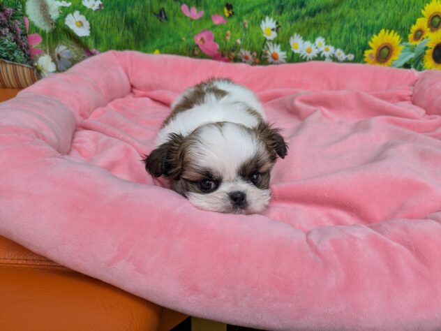 和歌山県のハーフ犬・ミックス犬 (アミーゴ和歌山太田店/2025年11月15日生まれ/男の子/ゴールドホワイト)の子犬の3枚目の画像