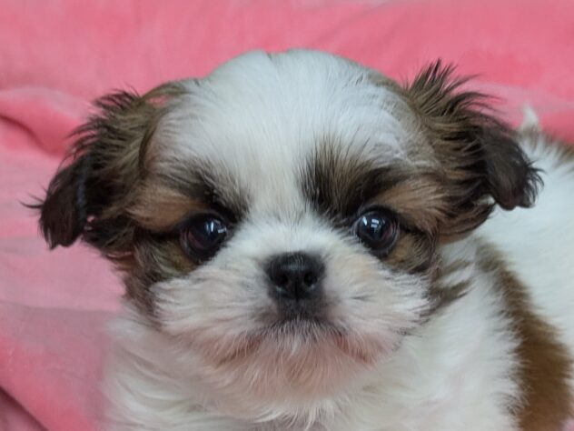 和歌山県のハーフ犬・ミックス犬 (アミーゴ和歌山太田店/2025年11月15日生まれ/男の子/ゴールドホワイト)の子犬の1枚目の画像