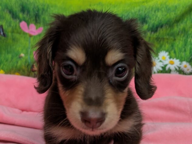 和歌山県のミニチュアダックスフンド(ロング) (アミーゴ和歌山太田店/2025年11月16日生まれ/男の子/チョコレートタン)の子犬