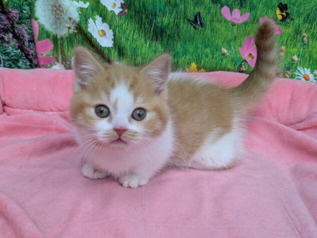 和歌山県のマンチカン (アミーゴ和歌山太田店/2025年11月17日生まれ/女の子/レッドタビーホワイト)の子猫の2枚目の画像