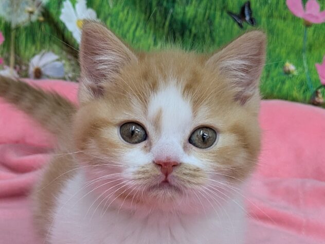 和歌山県のマンチカン (アミーゴ和歌山太田店/2025年11月17日生まれ/女の子/レッドタビーホワイト)の子猫の1枚目の画像